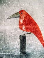 the red bird