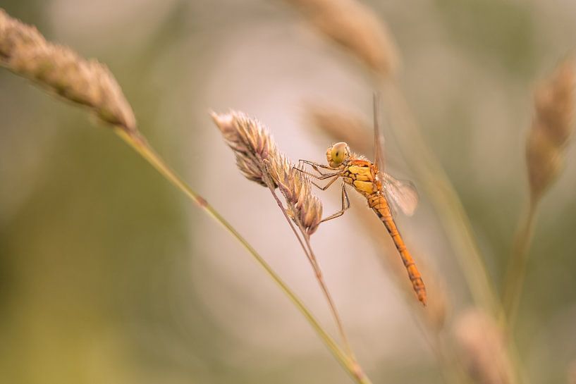Libel in schutkleur van Moetwil en van Dijk - Fotografie