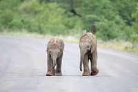 Spielende Elefanten 1