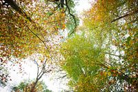 Fel gekleurde boomtoppen in de herfst