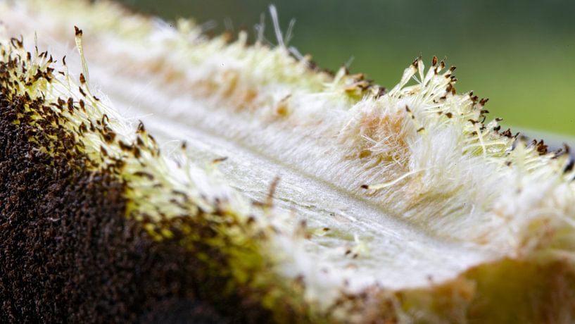Die Zigarre aus Schilfrohr, aber aus der Nähe und stark vergrößert von Hans de Waay