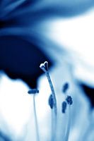 Amaryllis 04 - entouré d'amour