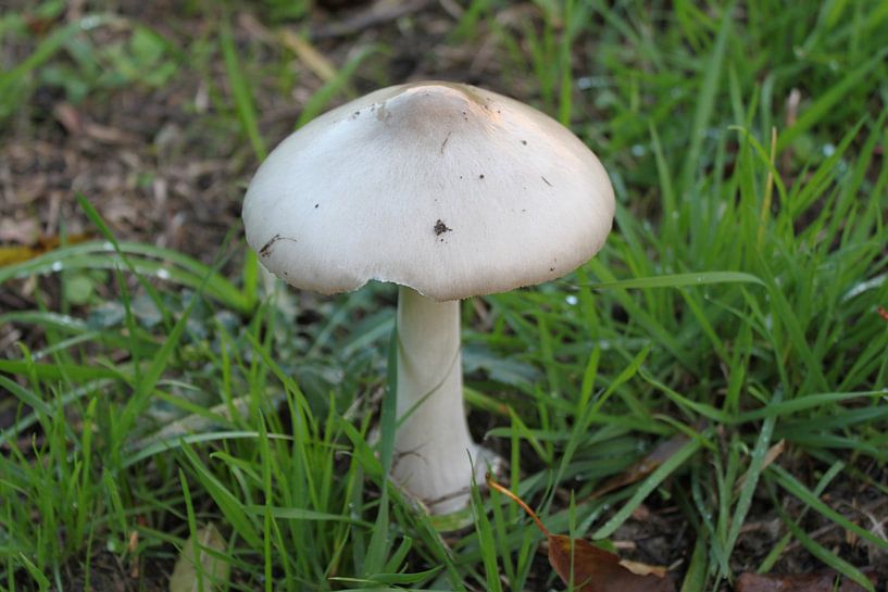 champignon par Roger Hagelstein