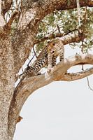 Leopard in a tree surveying the Okavango Delta, Botswana