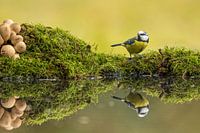 Blue tit at pond with reflection in water