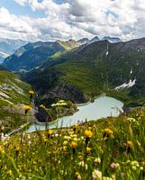 Stuuwmeer on its way to Grossglockner with flowering yellow flowers