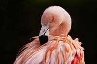 Portret Chileense flamingo (Elegantie in Roze)