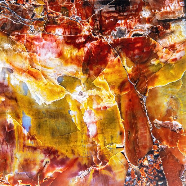 Bois pétrifié par Ko Hoogesteger