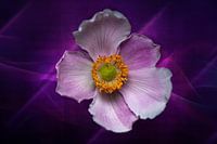 Purple Japanese Anemone Flower