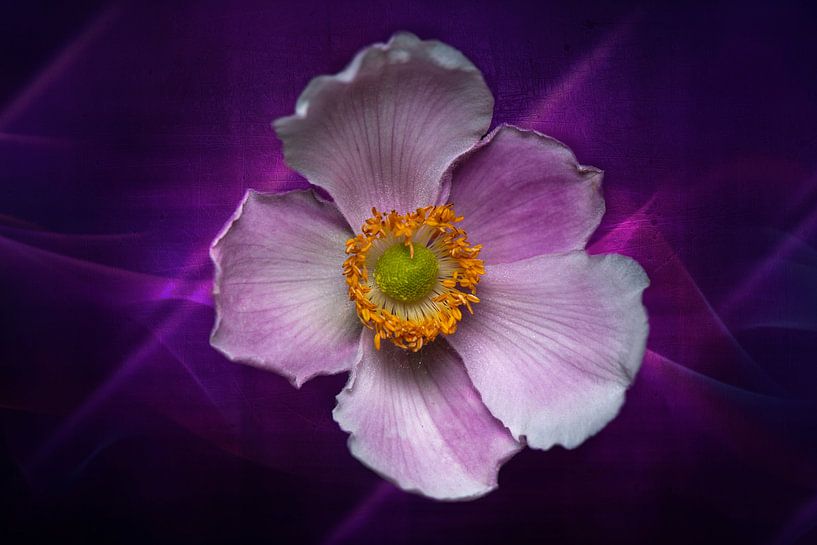 Violette japanische Anemonenblume von Ribbi