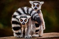 Ring-tailed lemur