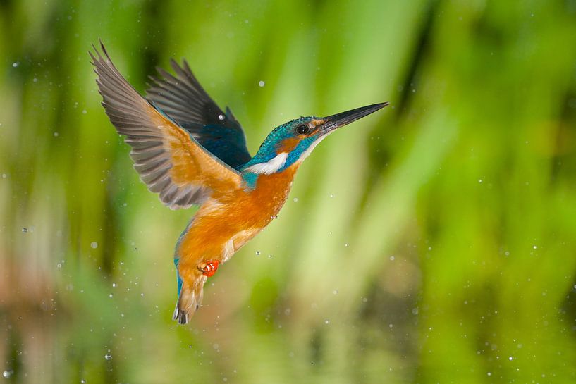 Kingfisher by Kingfisher.photo - Corné van Oosterhout