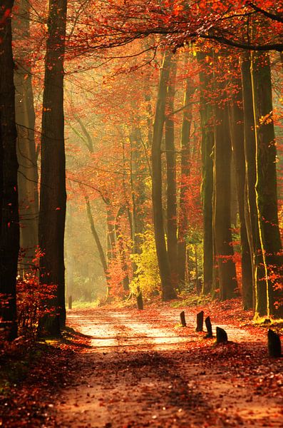 Route polonaise par René Vos