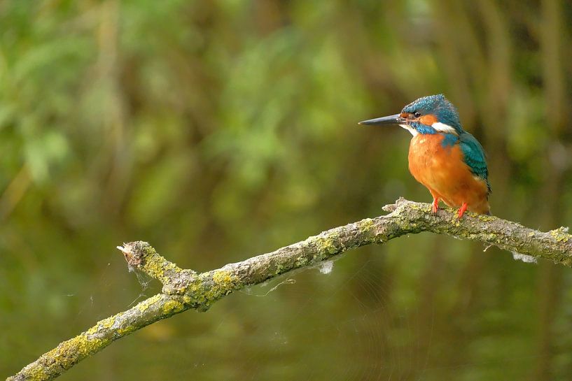 Martin-pêcheur sur une branche par Moetwil en van Dijk - Fotografie