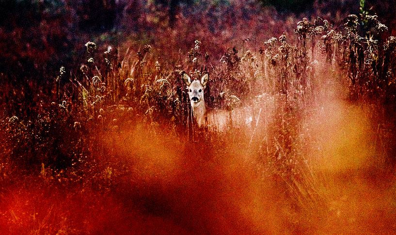Ree in de Beningerslikken par Sven Zoeteman