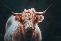 Scottish Highland Cattle