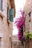 Südfrankreich Stilleben: Rosa Blumen und blaue Fensterläden