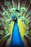 Peacock face
