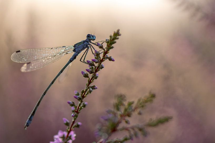 Dame dans la bruyère par Mark Dankers