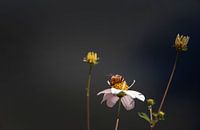 Bloemetjes en Bijtje