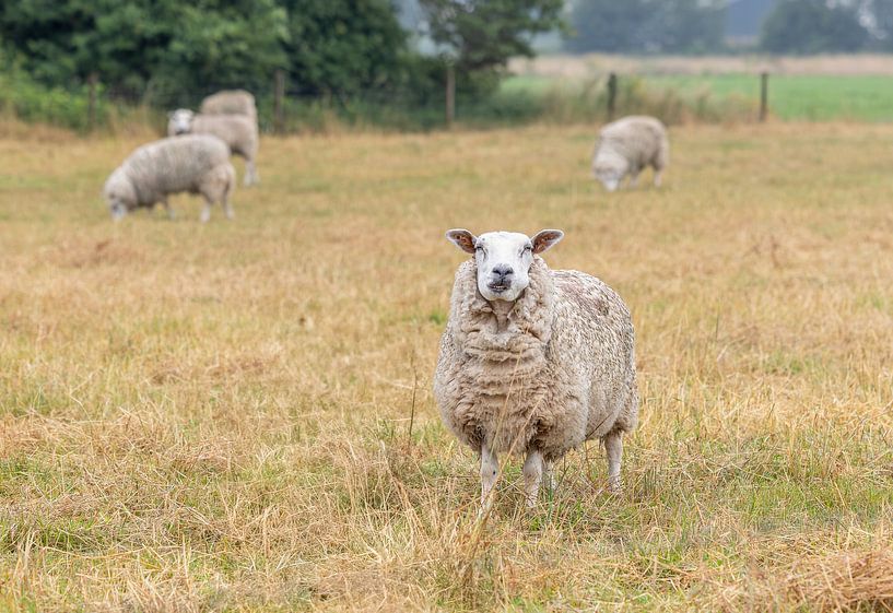 Rural Tranquillity: Sheep in the Meadow by Triki Photography