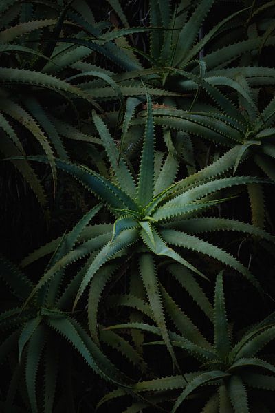 aloe vera by Let's see!