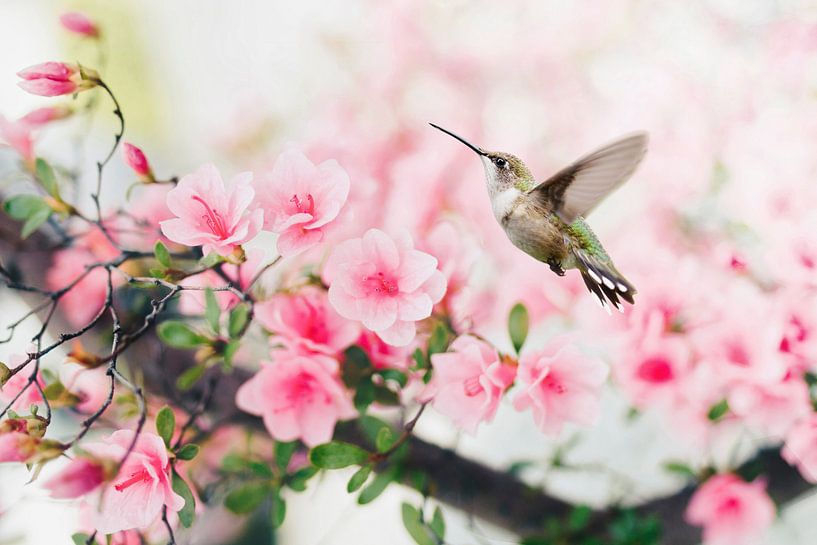 Fliegender Kolibrivogel mit rosa Frühlingsblüte von Diana van Tankeren