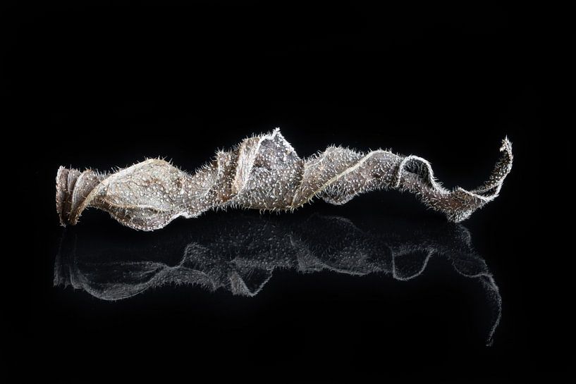 Herbst: Naturkunst II von Klaartje Majoor