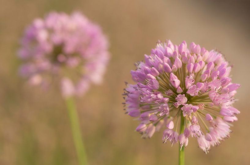 Violette Blumen von Charlene van Koesveld