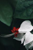 Zartes Rot und Weiß