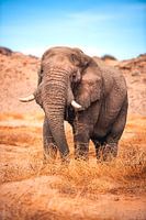 Namibia desert elephant Damaraland