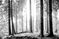Zwart-wit bos in zwart en wit