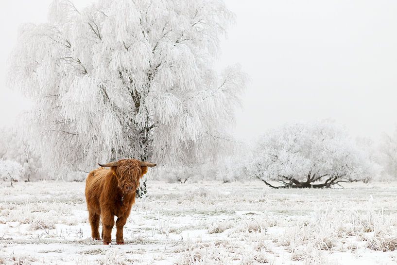 Un Highlander écossais dans la neige - Parc national du Lauwersmeer par Bas Meelker
