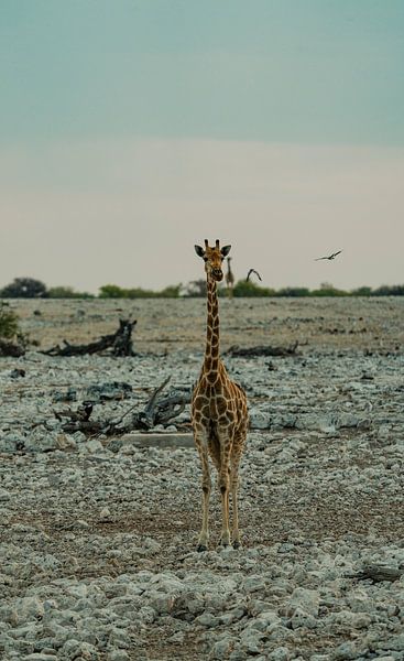 Giraffe im Etosha-Nationalpark in Namibia, Afrika von Patrick Groß