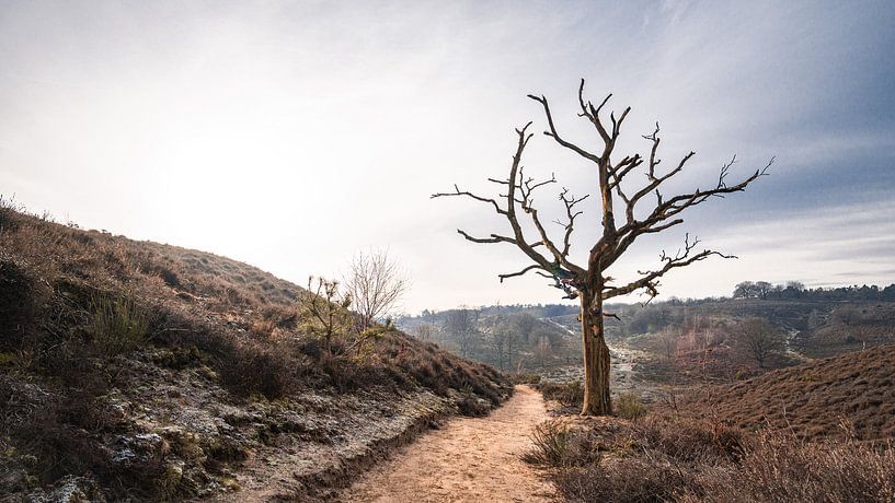 Posbank, Veluwe par Michael Fousert