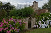 Blühende Hortensien am alten Bauernhaus