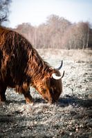 Der grasende schottische Highlander