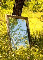 Miroir dans un champ de fleurs sur un arbre