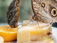 Vlinders snoepend van verse stukken fruit.