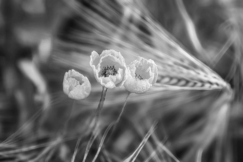 Klaprozen in een tarweveld in zwart-wit van Manfred Voss, Zwart-Wit Fotografie
