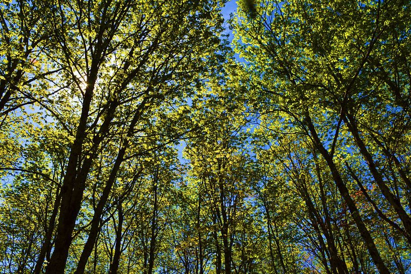 Ein Ahornwald im Sommer von Claude Laprise