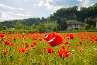 Toskanisches Mohnfeld