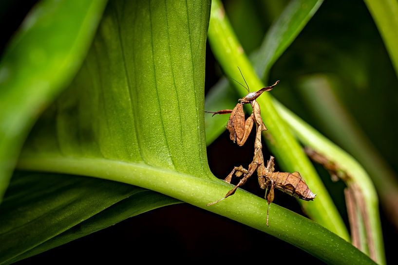 A ghost mantis by Roland Brack