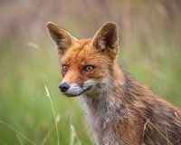 Horizontal portrait fox