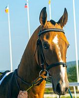 Portrait of chestniut stallion.