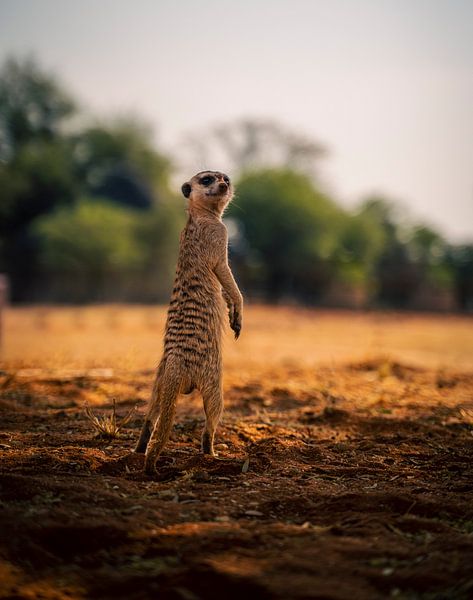 Suricates dans le Kalahari en Namibie, Afrique par Patrick Groß