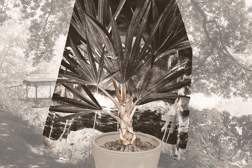 Le rêve californien par True Color Stories