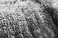 Schafsleder in Schwarz und Weiß 03