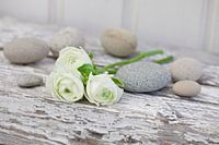 Witte ranonkels en kiezels