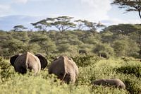 Famille d'éléphants en Tanzanie
